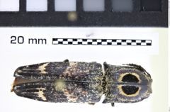 Foto (Dorsalansicht) von Lycoreus regalis (Candèze, 1857) (NHMW-ZOO-COL-0008201)